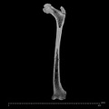 KNM-WT 15000H Homo erectus left femur ct slice