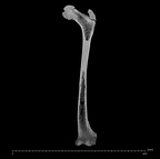 KNM-WT 15000H Homo erectus left femur ct slice