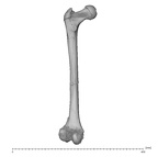 KNM-WT 15000H Homo erectus left femur posterior