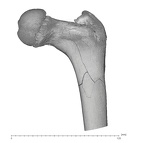 KNM-WT 15000H Homo erectus left proximal femur anterior