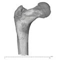 KNM-WT_15000H_Homo_erectus_left_proximal_femur_posterior.jpg
