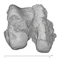 KNM-WT 15000M Homo erectus right distal femur distal
