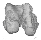 KNM-WT 15000M H. erectus right distal femur