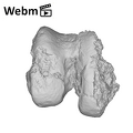 KNM-WT 15000M Homo erectus right distal femur ply movie