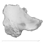 KNM-WT 15000N Homo erectus left os coxae anterior-lateral