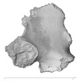 KNM-WT 15000N Homo erectus left os coxae posterio-medial