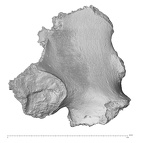 KNM-WT 15000N Homo erectus left os coxae posterio-medial
