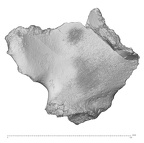 KNM-WT 15000O Homo erectus right os coxae anterio-lateral