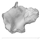 KNM-WT 15000O Homo erectus right os coxae posterio-medial