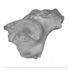 KNM-WT 15000P Homo erectus right os coxae fragment view 1
