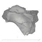 KNM-WT 15000P Homo erectus right os coxae fragment view 2