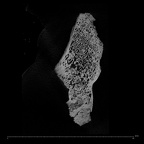 KNM-WT 15000Q Homo erectus left os coxae fragment ct slice