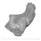 KNM-WT 15000Q Homo erectus left os coxae fragment view 1
