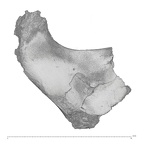 KNM-WT 15000Q Homo erectus left os coxae fragment view 2