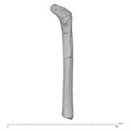KNM-WT 16002 Hominin right femur posterior