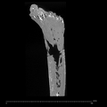 KNM-WT 16002 Hominin right proximal femur ct slice