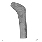 KNM-WT 16002 Hominin right proximal femur posterior