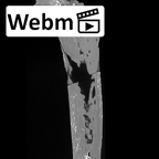 KNM-WT 16002 Hominin right proximal femur ct stack movie