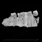 KNM-WT 16005 Paranthropus aethiopicus mandible ct slice