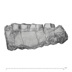 KNM-WT 16005 Paranthropus aethiopicus mandible lateral