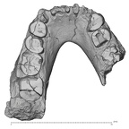 KNM-WT 16005 Paranthropus aethiopicus mandible superior