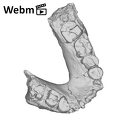 KNM-WT 16005 Paranthropus aethiopicus mandible ply movie