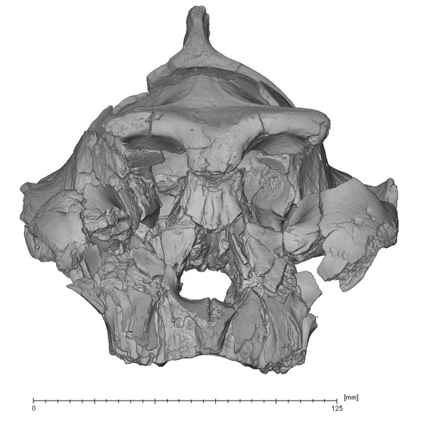 KNM-WT 17000 Paranthropus boisei cranium anterior