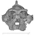 KNM-WT_17000_Paranthropus_boisei_cranium_anterior.jpg