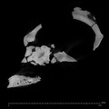 KNM-WT 17000 Paranthropus boisei cranium ct slice