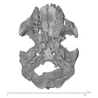 KNM-WT 17000 Paranthropus boisei cranium inferior