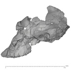 KNM-WT 17000 Paranthropus boisei cranium lateral