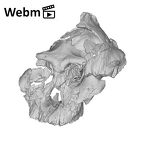 KNM-WT 17000 Paranthropus boisei cranium ply movie