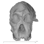 KNM-WT 17400 P. boisei cranium