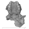 KNM-WT 17400 Paranthropus boisei cranium inferior