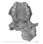 KNM-WT 17400 Paranthropus boisei cranium inferior