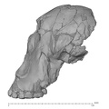 KNM-WT 17400 Paranthropus boisei cranium lateral