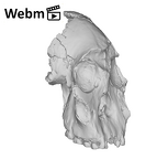 KNM-WT 17400 Paranthropus boisei cranium ply movie