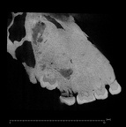 KNM-WT 17400 Paranthropus boisei maxilla ct slice
