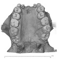 KNM-WT 17400 Paranthropus boisei maxilla inferior