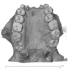 KNM-WT 17400 P. boisei maxilla