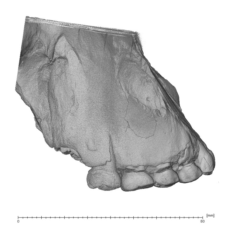 KNM-WT 17400 Paranthropus boisei maxilla lateral