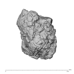 KNM-WT 38343 Kenyanthropus platyops mandible fragment superior