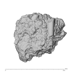 KNM-WT 38343 Kenyanthropus platyops mandible fragment view 1