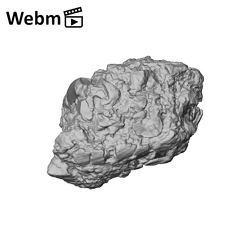 KNM-WT 38343 Kenyanthropus platyops mandible fragment ply movie
