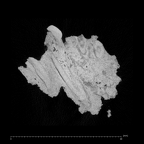 KNM-WT 38343 K. platyops right maxilla fragment ct slice