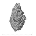 KNM-WT 38343 K. platyops right maxilla fragment inferior