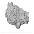 KNM-WT 38343 K. platyops right maxilla fragment lateral