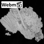 KNM-WT 38343 K. platyops right maxilla fragment ct stack movie