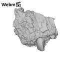 KNM-WT 38343 K. platyops right maxilla fragment ply movie