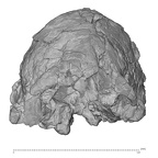 KNM-WT 40000 K. platyops cranium